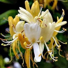 Hanımeli Sarmaşığı Fidanı 40-50cm