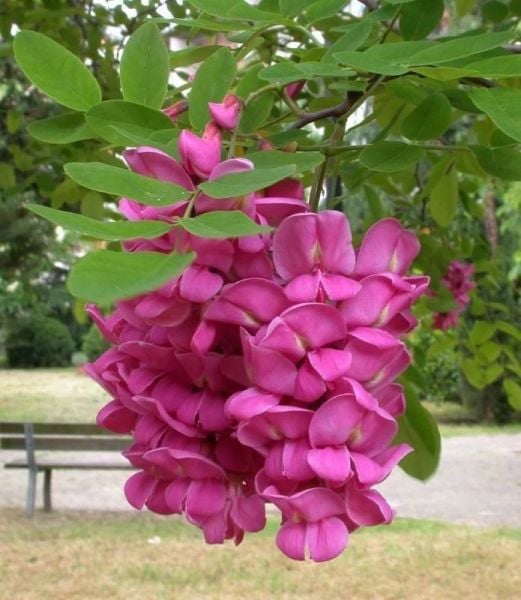 Kırmızı Çiçekli Akasya-Dikensiz ve Aşılı