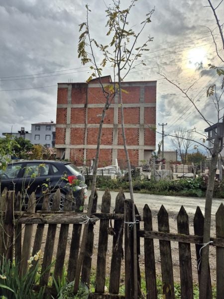 Kırmızı Çiçekli Akasya 250-300 cm-Gövde Çevresi 8-12 cm