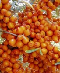 Yalancı İğde (Sea Buckthornberry) Erkek Fidan