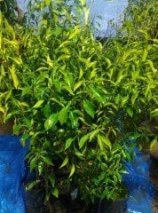 Citrus junos-Yuzu Portakal -20 dereceye dayanıklı 100 cm