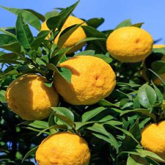 Citrus junos-Yuzu Portakal -20 dereceye dayanıklı 100 cm
