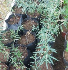 Yalancı İğde (Sea Buckthornberry) Erkek Fidan
