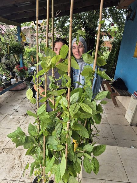 Bindallı sarmaşığı Quisqualis indica Fİdanı 150 cm Anaç Fidan