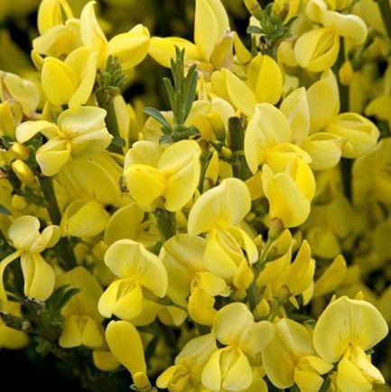 Cytisus Praecox Sarı Çiçekli Katır Tırnağı 40-60 cm
