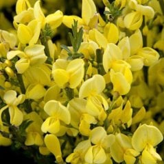Cytisus Praecox Sarı Çiçekli Katır Tırnağı 40-60 cm