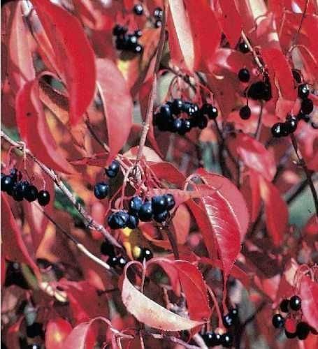 Nannyberry (Viburnum Lentago)