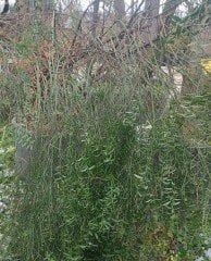 Cytisus Praecox Sarı Çiçekli Katır Tırnağı 170 cm-Anaç Bitki Bol Dallı-Açık Kök veya Rootball