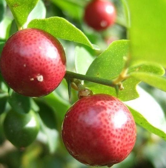 Lime Berry (Triphasia trifolia) 60 cm Fidanı