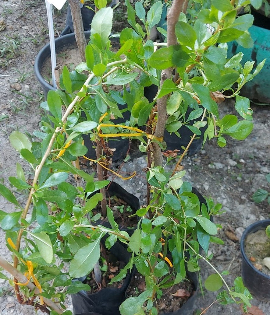 Koku Bitkisi-Yayla Çiçeği 60-100 cm