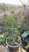 Lime Berry (Triphasia trifolia) 60 cm Fidanı