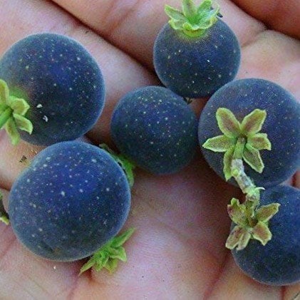 Dovyalis Hebecarpa-Ceylan Gooseberry-Ketembilla