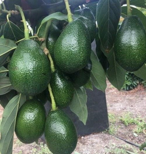 Aşılı Avakado Fidanı 250 cm-10 Yaş-Gövde Çevresi 12-1 4 cm