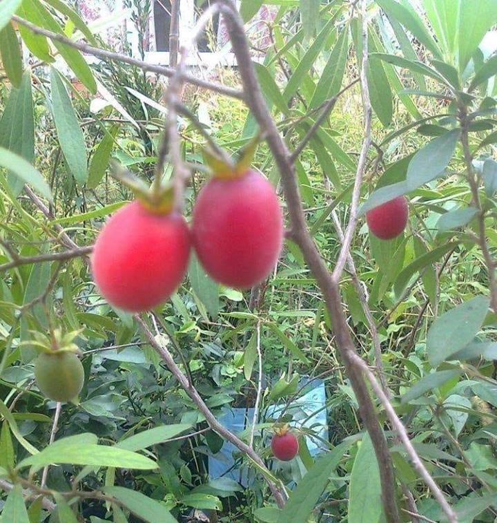 Diospyros Austro-Africana-Muthala-Jakkalsbos-Yıldız Elma