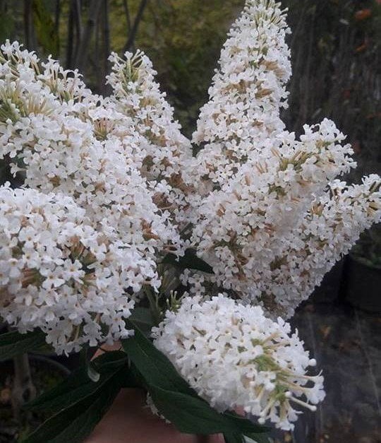 Buddleja Davidii White Profusion, Kelebek Çalısı Fidanı Üzeri Çiçekli