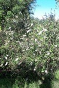 Buddleja Davidii White Profusion, Kelebek Çalısı Fidanı 100-120 cm