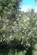 Buddleja Davidii White Profusion, Kelebek Çalısı Fidanı Üzeri Çiçekli