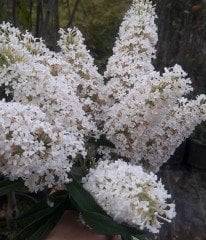 Buddleja Davidii White Profusion, Kelebek Çalısı Fidanı Üzeri Çiçekli