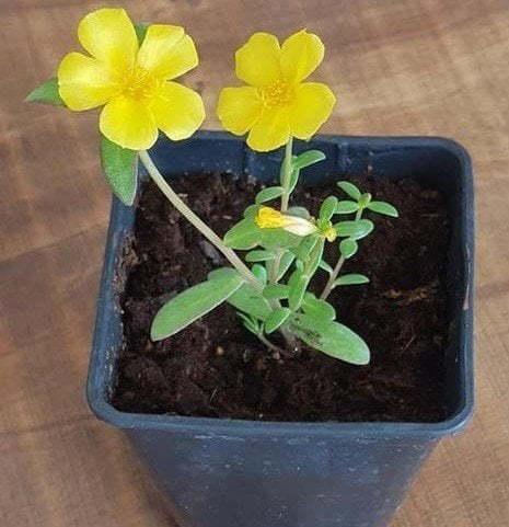 Portulaca Yubi (Semizotu Yapraklı İpek Çiçeği Sarı Çiçekli)-15 cm