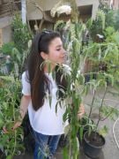Buddleja Davidii White Profusion, Kelebek Çalısı Fidanı Üzeri Çiçekli