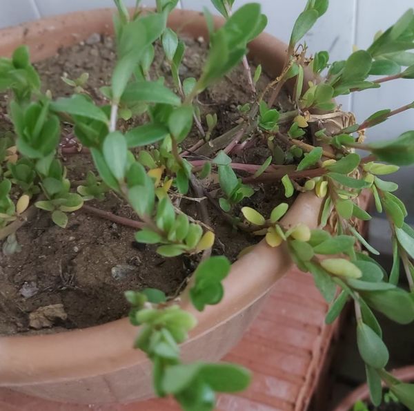 Portulaca Yubi (Semizotu Yapraklı İpek Çiçeği Sarı Çiçekli)-15 cm