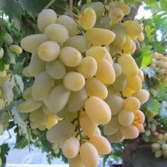 Razakı ( Hanım Parmağı) Üzüm Fidan15 Yaş-Gövde Çevresi 20-25 cm