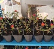Askılı saksıda Portulaca Yubi (Semizotu Yapraklı İpek Çiçeği Kırmızı Çiçekli)-15 cm