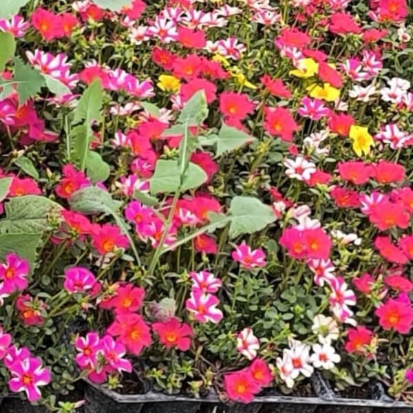 Portulaca Yubi (Semizotu Yapraklı İpek Çiçeği Kırmızı Çiçekli)