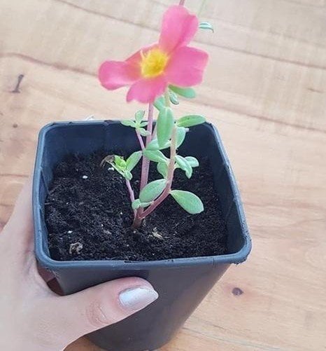 Askılı saksıda Portulaca Yubi (Semizotu Yapraklı İpek Çiçeği Kırmızı Çiçekli)-15 cm