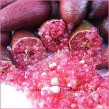 Finger Lime Mia Rose 10-25 cm