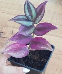 Tradescantia zebrina (Telgraf çiçeği)-15 cm