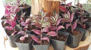 Tradescantia zebrina (Telgraf çiçeği)-15 cm