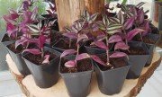 Tradescantia zebrina (Telgraf çiçeği)-15 cm