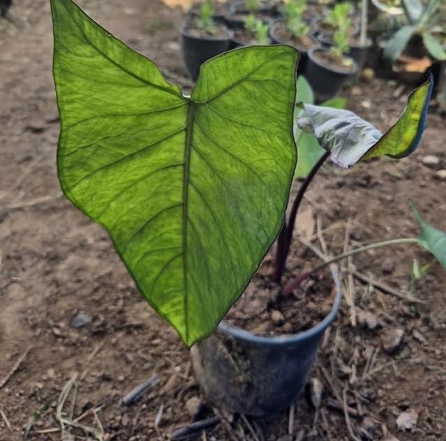 Colocasia Esculenta (Fil Kulağı) Fidanı 40-50 cm