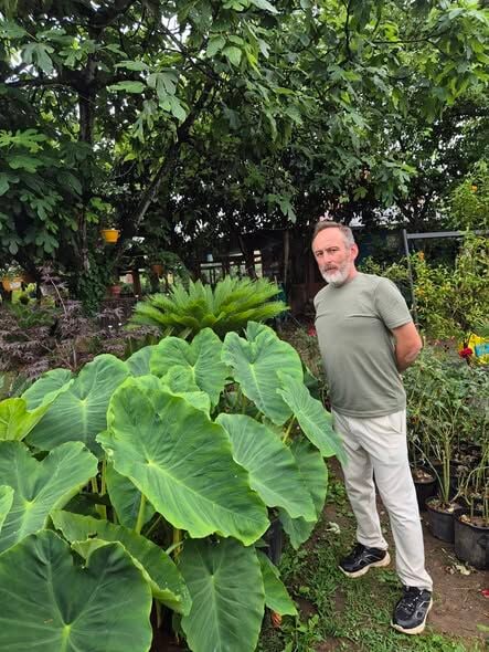 Colocasia Alocasia Macrorrhizos (Fil Kulağı) Fidanı 100-120 cm Anaç Fidan