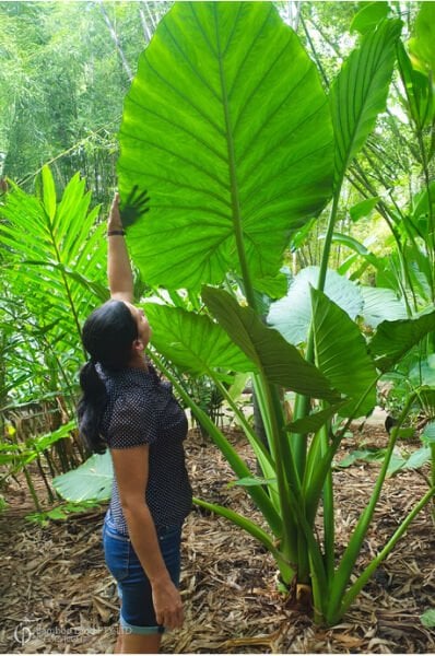 Colocasia Alocasia Macrorrhizos (Fil Kulağı) Fidanı 100-120 cm Anaç Fidan