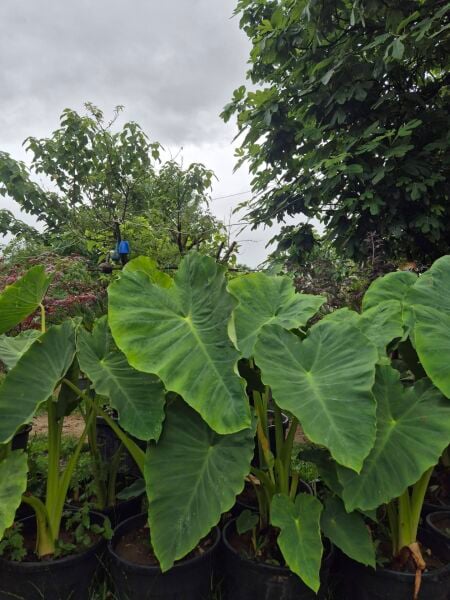 Colocasia Alocasia Macrorrhizos (Fil Kulağı) Fidanı 100-120 cm Anaç Fidan