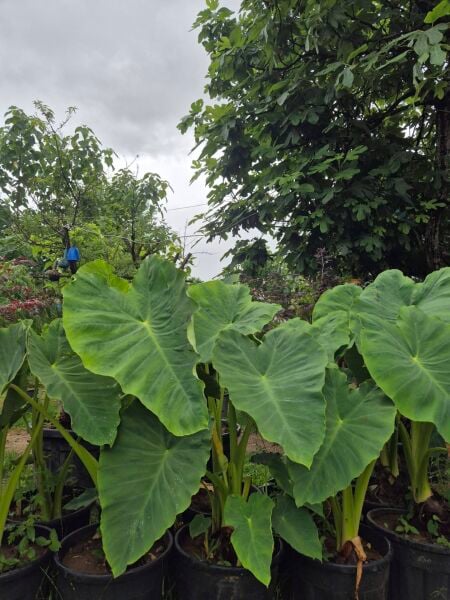 Colocasia Alocasia Macrorrhizos (Fil Kulağı) Fidanı 100-120 cm Anaç Fidan