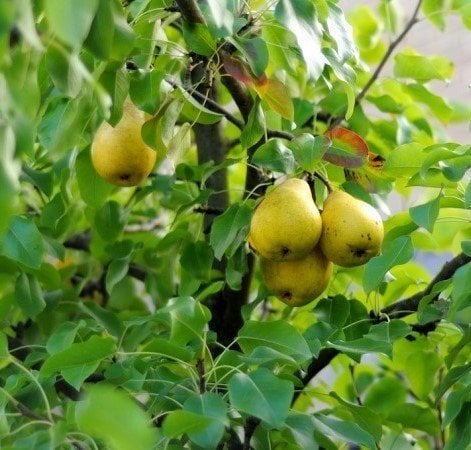 Armut (Karınca) Armut Fidanı 7 Yaş-180-200 cm-Gövde Çevresi 8-10 cm