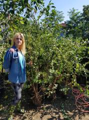 Kış Hanımeli Fidanı 200-230 cm-Parfüm Kokulu Bitki