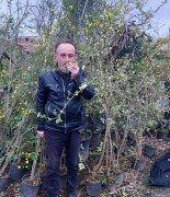 Kış Hanımeli Fidanı 200-230 cm-Parfüm Kokulu Bitki