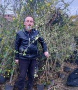 Kış Hanımeli Fidanı 200-230 cm-Parfüm Kokulu Bitki