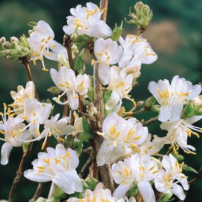 Kış Hanımeli Fidanı 200-230 cm-Parfüm Kokulu Bitki