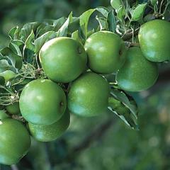 Elma (Granny Smith) Fidanı 220-250 cm- 6 Yaş-Gövde Çapı 6-10 cm