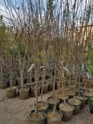 Elma (Granny Smith) Fidanı 220-250 cm- 6 Yaş-Gövde Çapı 6-10 cm