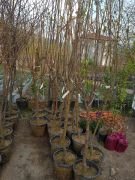 Elma (Granny Smith) Fidanı 220-250 cm- 6 Yaş-Gövde Çapı 6-10 cm