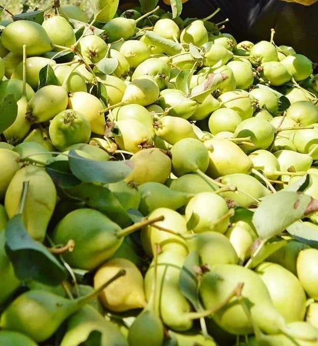 Ordu Limon Armutu Fidanı 6--7 Yaş 220 cm-Gövde Çevresi 10-14  cm