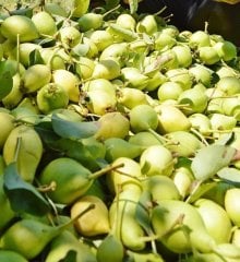 Ordu Limon Armutu Fidanı 6--7 Yaş 220 cm-Gövde Çevresi 10-14  cm