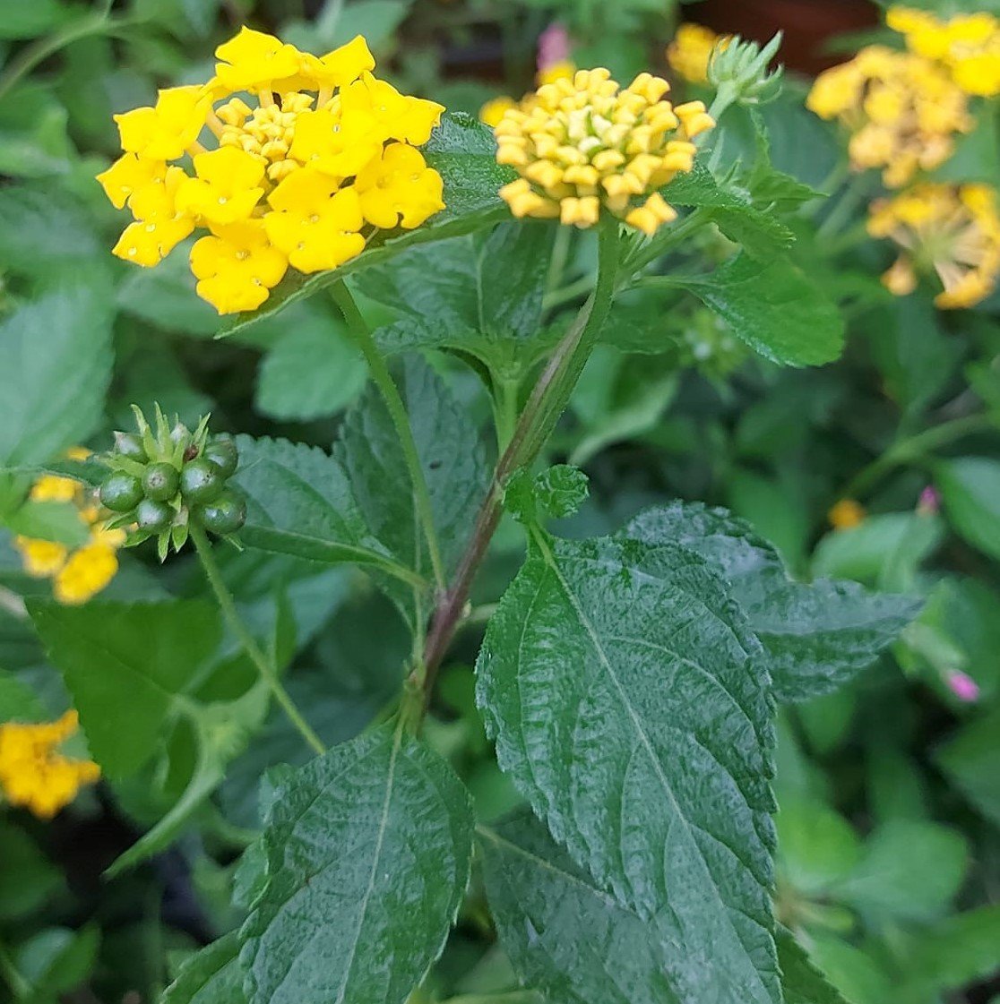 Lantana camara (Sarı Çiçekli Ağaç Minesi)
