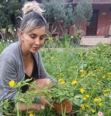 Lantana camara (Sarı Çiçekli Ağaç Minesi)